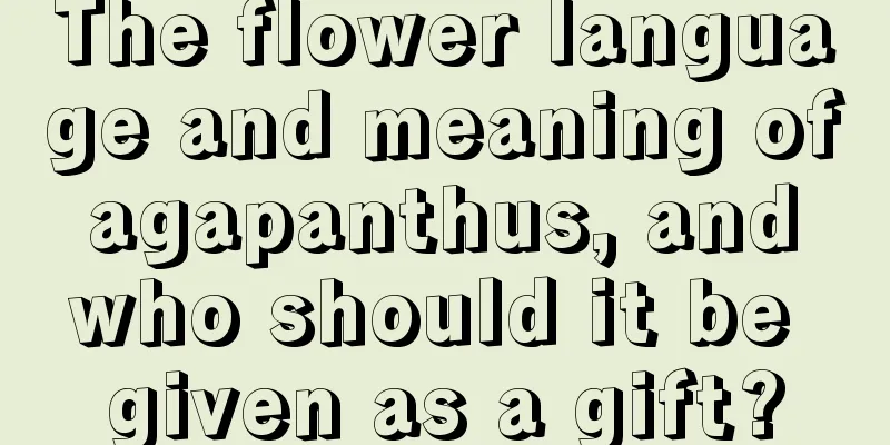 The flower language and meaning of agapanthus, and who should it be given as a gift?