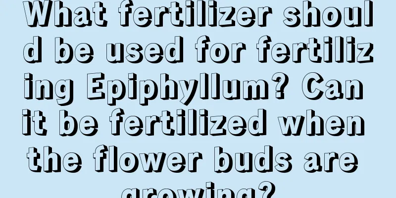 What fertilizer should be used for fertilizing Epiphyllum? Can it be fertilized when the flower buds are growing?