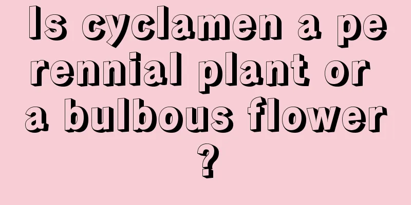 Is cyclamen a perennial plant or a bulbous flower?