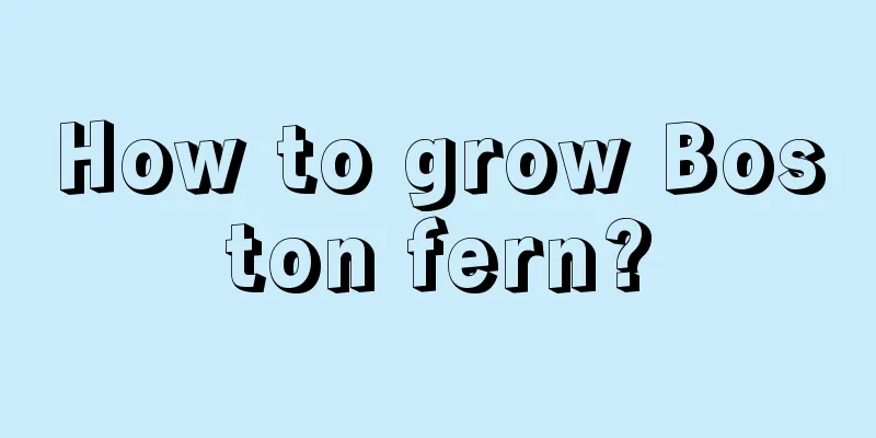 How to grow Boston fern?