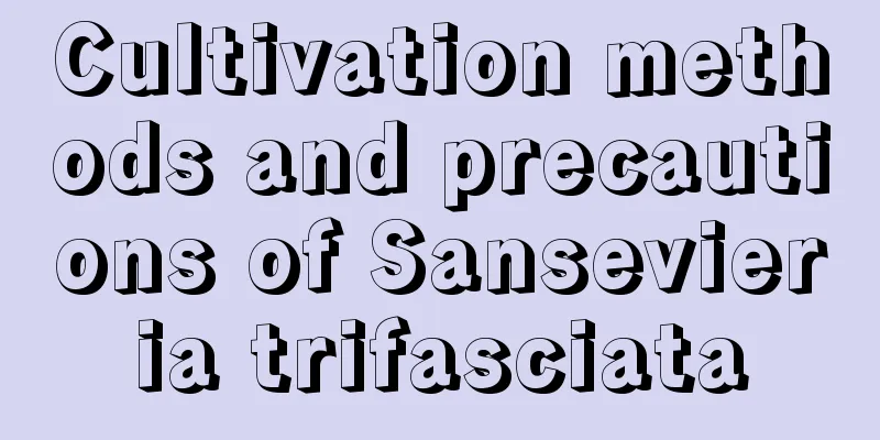 Cultivation methods and precautions of Sansevieria trifasciata