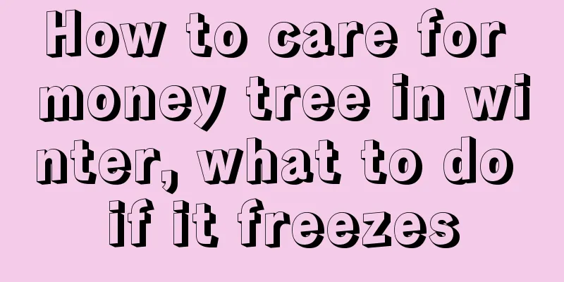 How to care for money tree in winter, what to do if it freezes