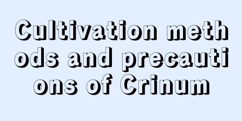 Cultivation methods and precautions of Crinum