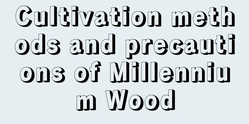 Cultivation methods and precautions of Millennium Wood