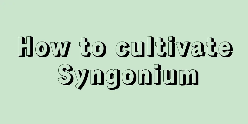 How to cultivate Syngonium