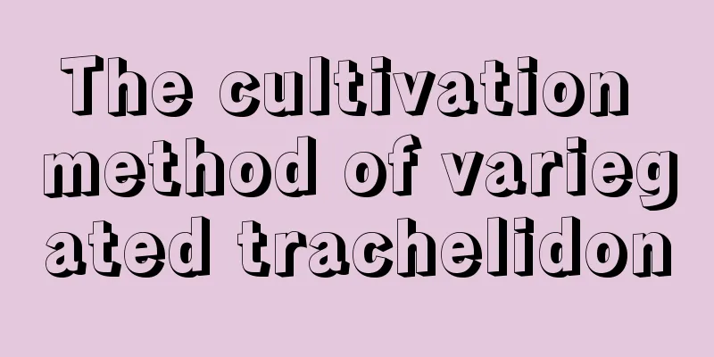 The cultivation method of variegated trachelidon