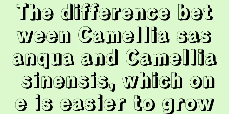 The difference between Camellia sasanqua and Camellia sinensis, which one is easier to grow