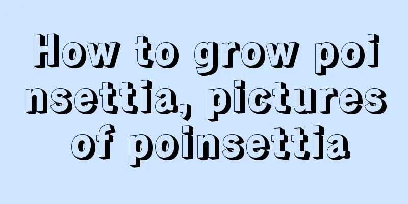 How to grow poinsettia, pictures of poinsettia