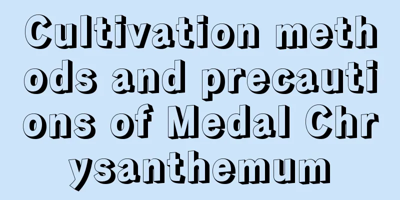 Cultivation methods and precautions of Medal Chrysanthemum