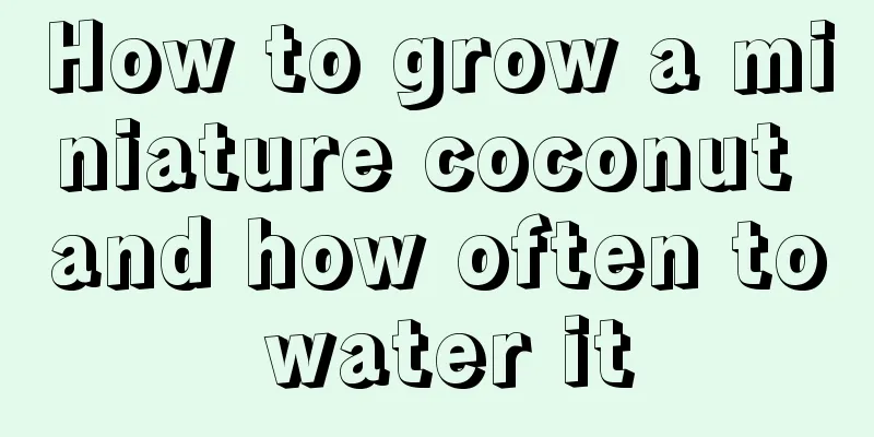 How to grow a miniature coconut and how often to water it