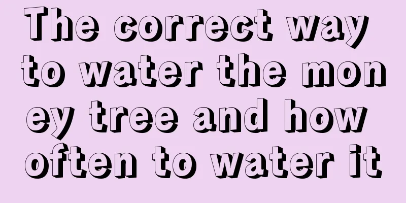 The correct way to water the money tree and how often to water it