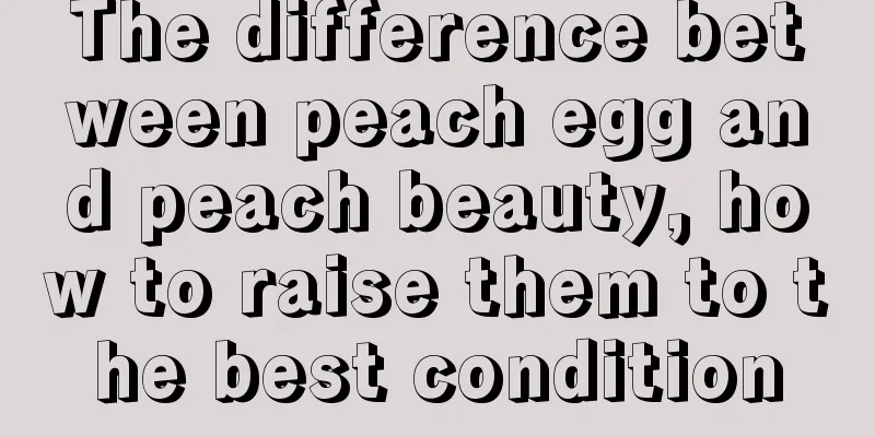 The difference between peach egg and peach beauty, how to raise them to the best condition