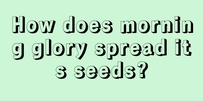 How does morning glory spread its seeds?