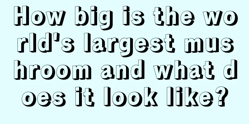 How big is the world's largest mushroom and what does it look like?