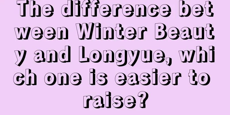 The difference between Winter Beauty and Longyue, which one is easier to raise?