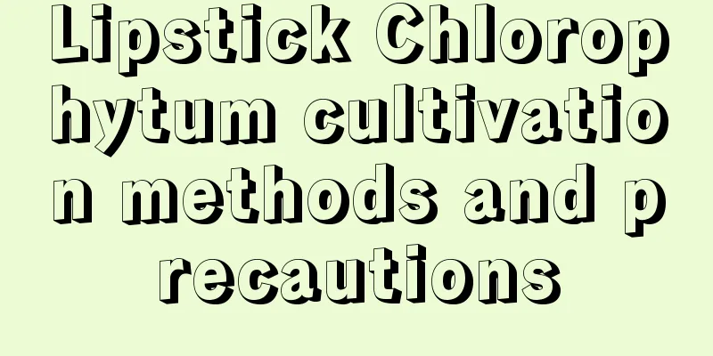 Lipstick Chlorophytum cultivation methods and precautions