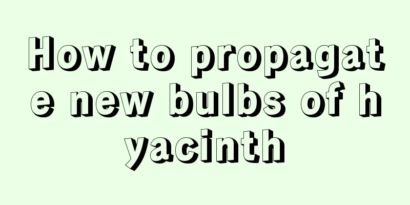 How to propagate new bulbs of hyacinth