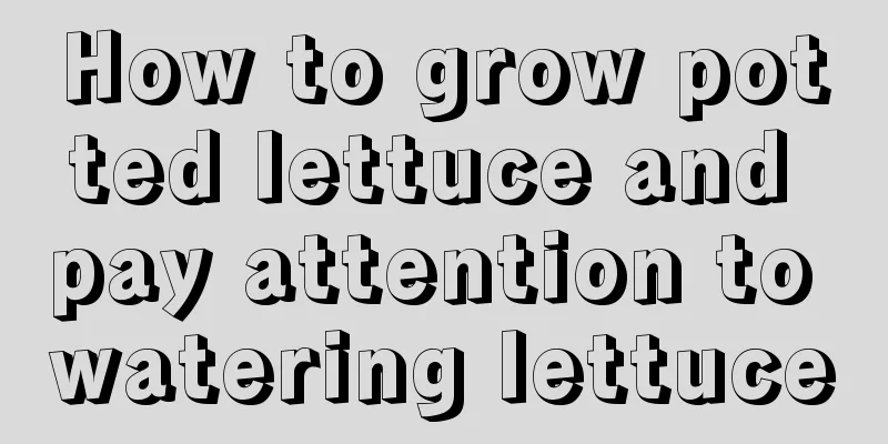 How to grow potted lettuce and pay attention to watering lettuce