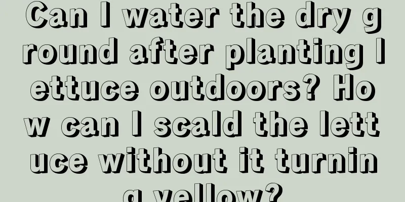 Can I water the dry ground after planting lettuce outdoors? How can I scald the lettuce without it turning yellow?