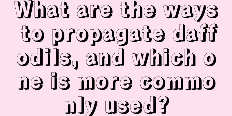 What are the ways to propagate daffodils, and which one is more commonly used?
