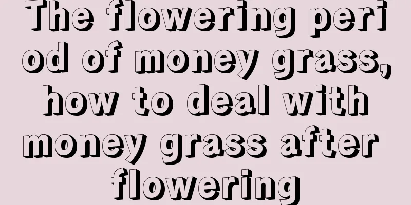 The flowering period of money grass, how to deal with money grass after flowering