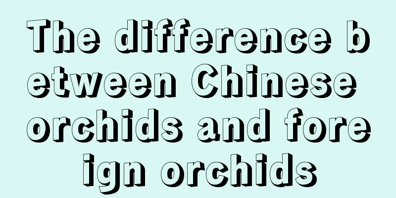 The difference between Chinese orchids and foreign orchids