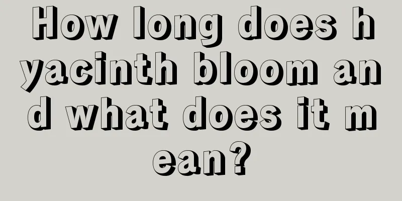 How long does hyacinth bloom and what does it mean?