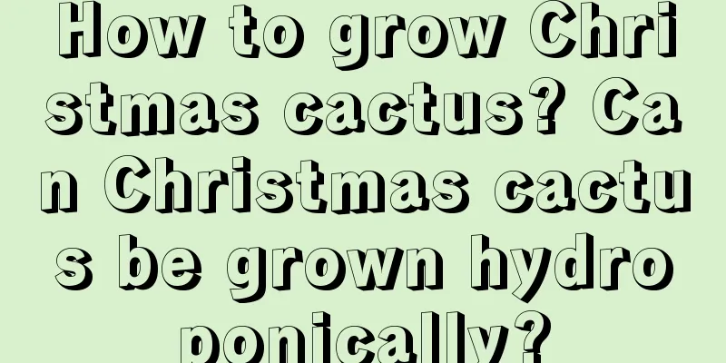 How to grow Christmas cactus? Can Christmas cactus be grown hydroponically?