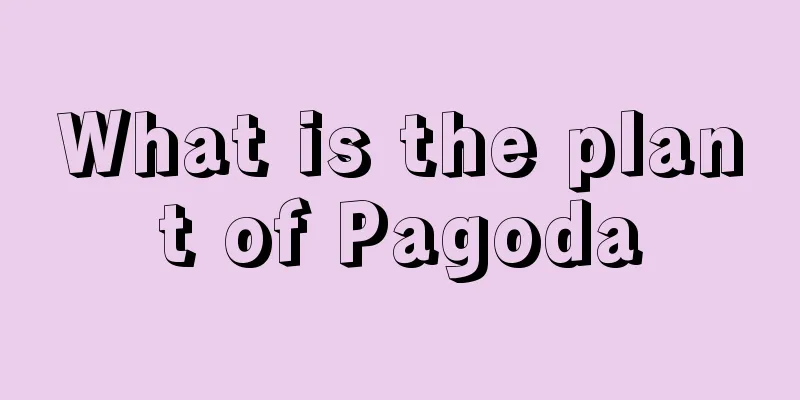 What is the plant of Pagoda