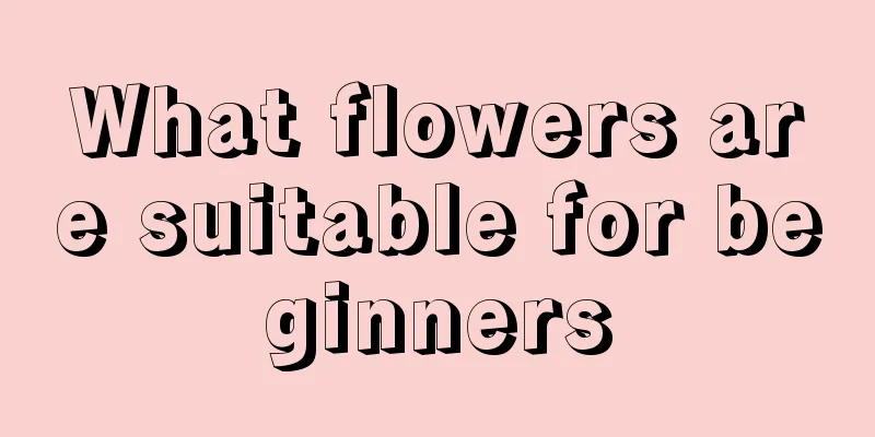 What flowers are suitable for beginners