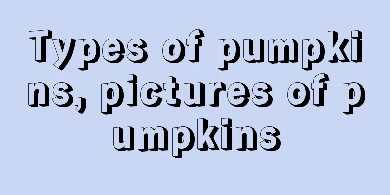 Types of pumpkins, pictures of pumpkins