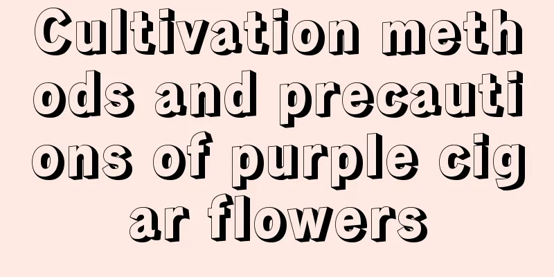 Cultivation methods and precautions of purple cigar flowers