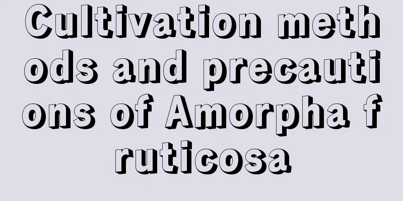 Cultivation methods and precautions of Amorpha fruticosa