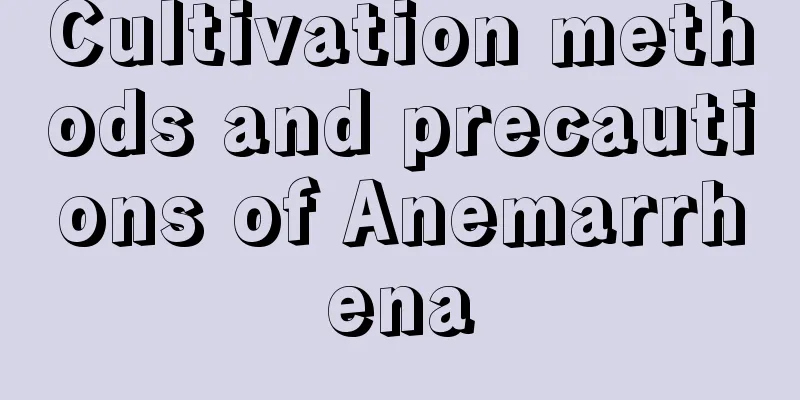 Cultivation methods and precautions of Anemarrhena