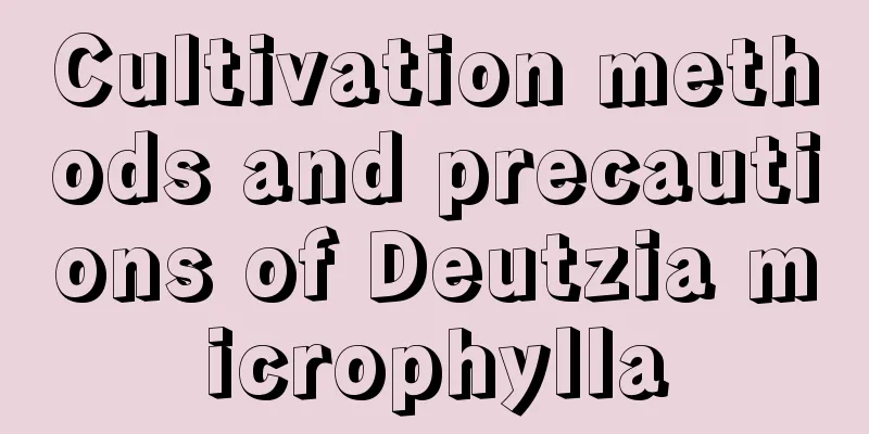 Cultivation methods and precautions of Deutzia microphylla