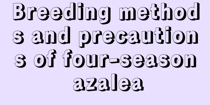 Breeding methods and precautions of four-season azalea