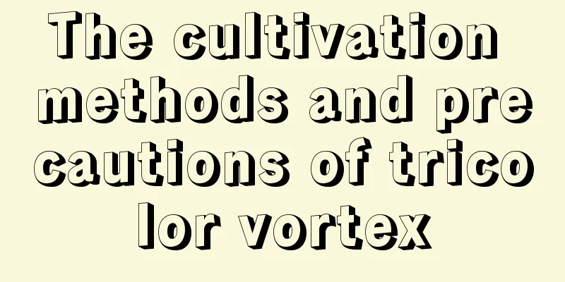 The cultivation methods and precautions of tricolor vortex