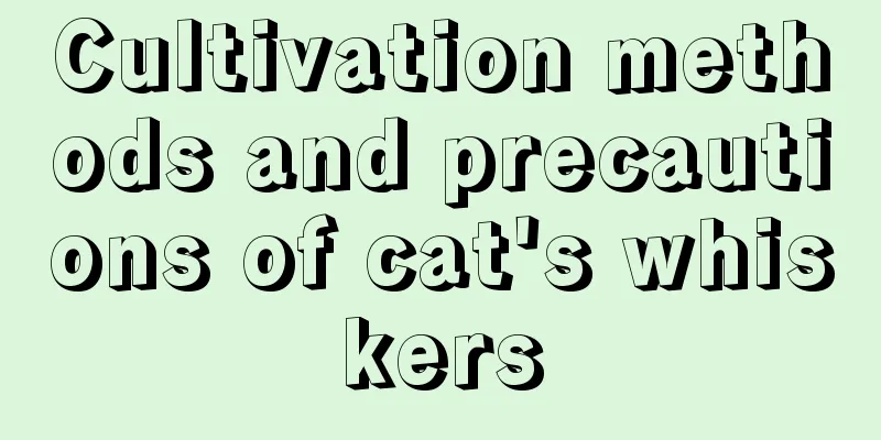 Cultivation methods and precautions of cat's whiskers