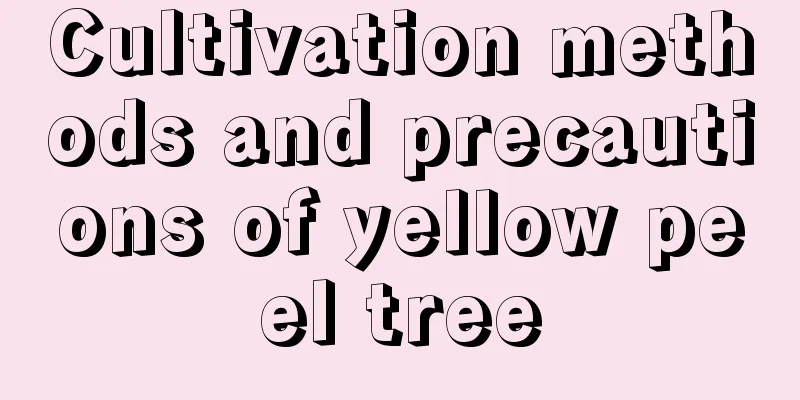 Cultivation methods and precautions of yellow peel tree