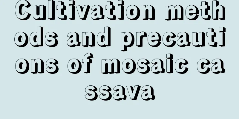 Cultivation methods and precautions of mosaic cassava