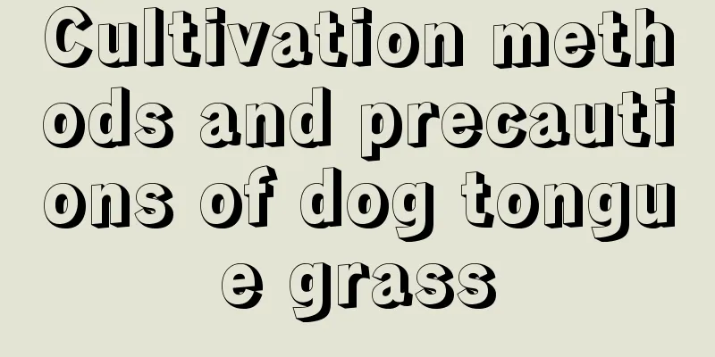 Cultivation methods and precautions of dog tongue grass