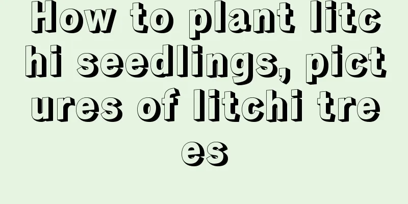 How to plant litchi seedlings, pictures of litchi trees