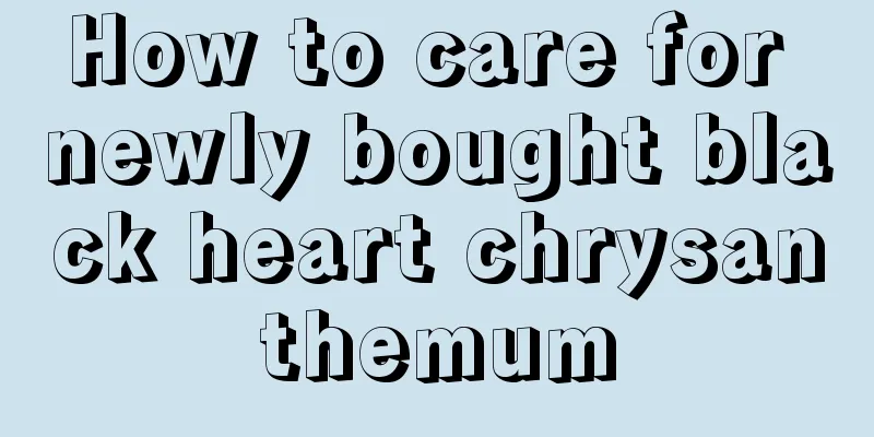 How to care for newly bought black heart chrysanthemum