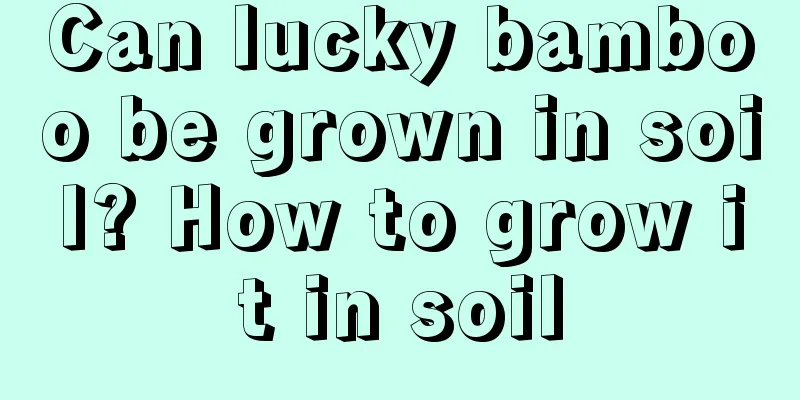 Can lucky bamboo be grown in soil? How to grow it in soil