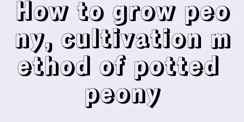 How to grow peony, cultivation method of potted peony