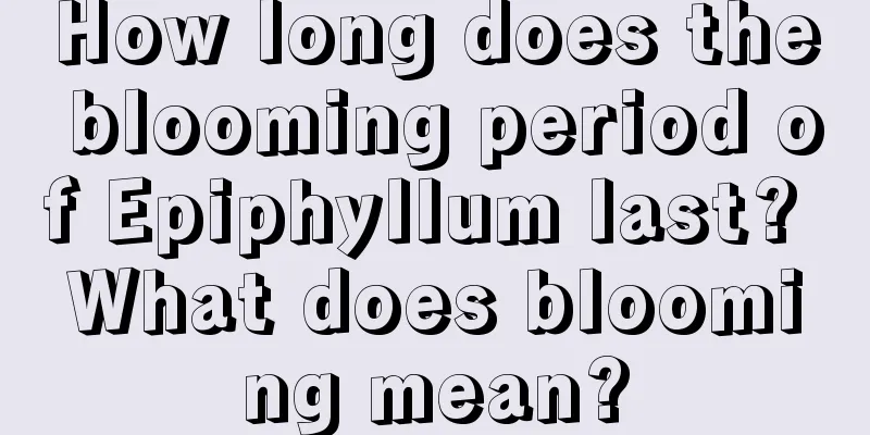 How long does the blooming period of Epiphyllum last? What does blooming mean?