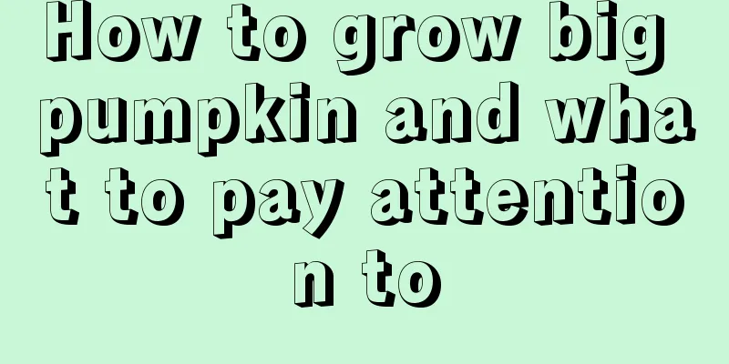 How to grow big pumpkin and what to pay attention to