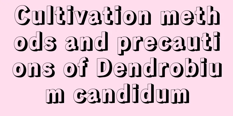 Cultivation methods and precautions of Dendrobium candidum