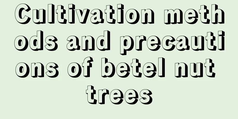 Cultivation methods and precautions of betel nut trees