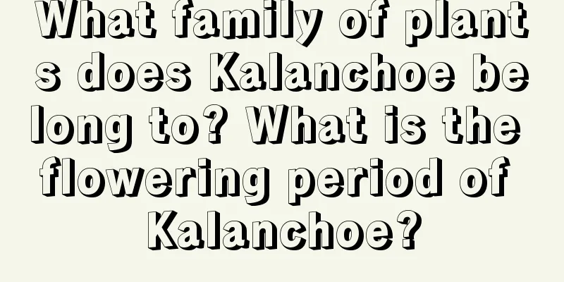 What family of plants does Kalanchoe belong to? What is the flowering period of Kalanchoe?